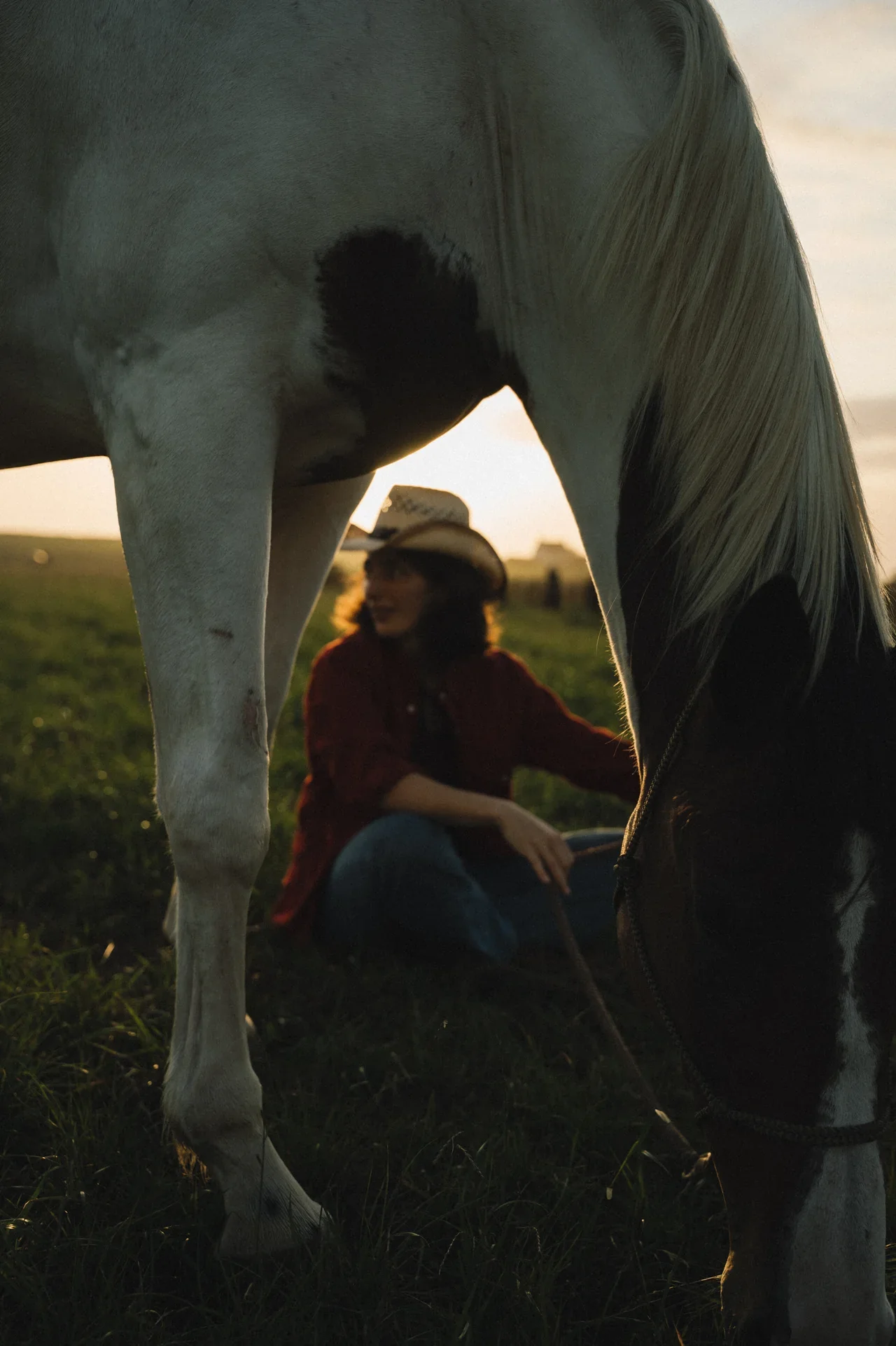 Un instant paisible auprès d’un cheval au soleil couchant