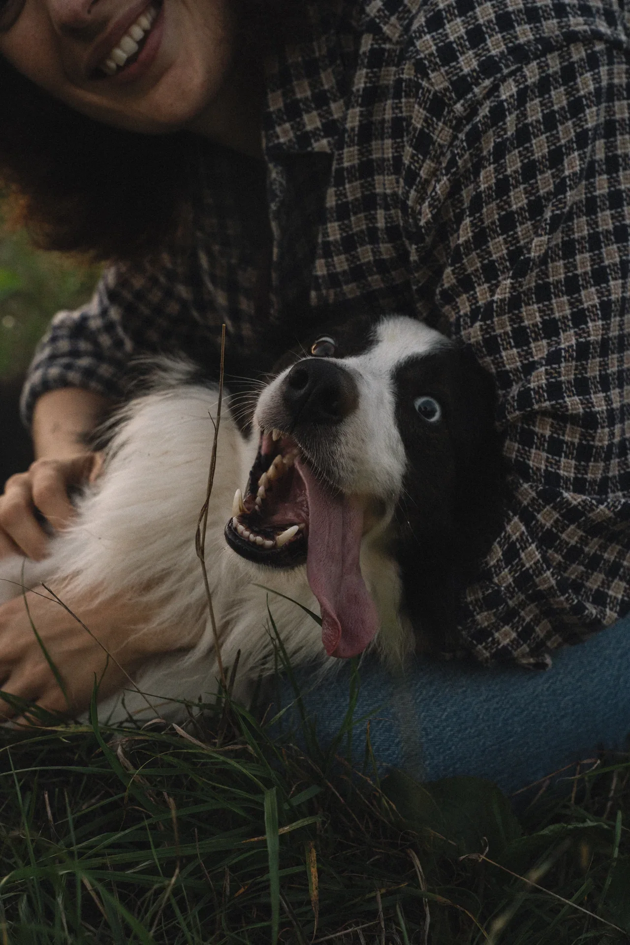 Un chien et sa complice partagent un moment dans l’herbe